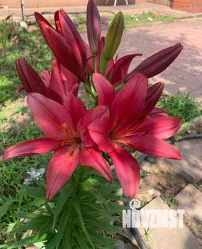 Дом 217м², 2-этажный, участок 4 сот.