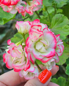 Дом 296м², 2-этажный, участок 6 сот.