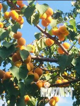 Дом 217м², 2-этажный, участок 4 сот.