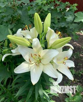 Дом 217м², 2-этажный, участок 4 сот.