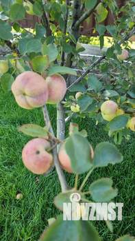 Дом 30м², 1-этажный, участок 6 сот.