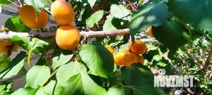 Дом 10м², 1-этажный, участок 6 сот.