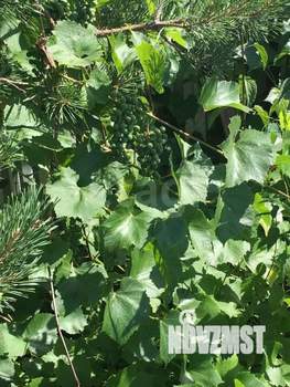 Дом 27м², 1-этажный, участок 10 сот.