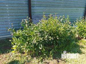 Дом 19м², 1-этажный, участок 5 сот.