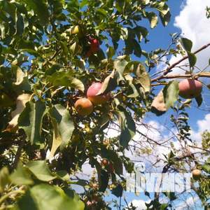 Дом 22м&sup2;, 2-этажный, участок 10 сот.  