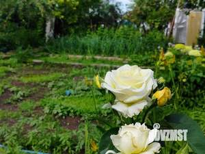 Дача 30м², 1-этажный, участок 513 сот.  