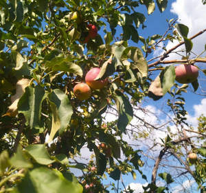 Дом 22м&sup2;, 2-этажный, участок 10 сот.  