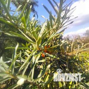 Дом 22м&sup2;, 2-этажный, участок 10 сот.  