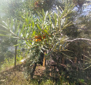 Дом 22м&sup2;, 2-этажный, участок 10 сот.  