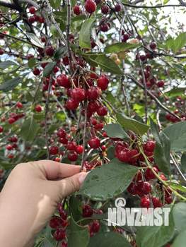 Коттедж 265м², 1-этажный, участок 8 сот.  