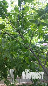 Дом 67м², 1-этажный, участок 5 сот.  