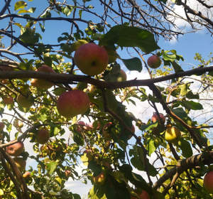 Дом 22м&sup2;, 2-этажный, участок 10 сот.  