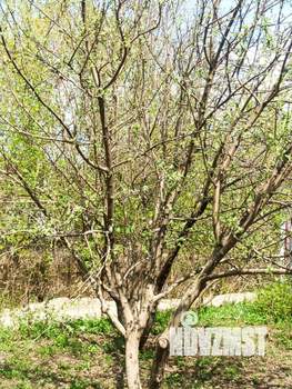 Дом 20м², 1-этажный, участок 6 сот.  