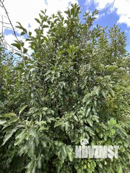 Дом 30м&sup2;, 2-этажный, участок 6 сот.  